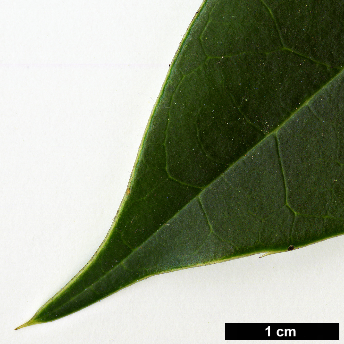 High resolution image: Family: Aquifoliaceae - Genus: Ilex - Taxon: hookeri HORT